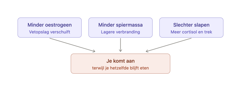 Drie oorzaken van gewichtstoename in de overgang: minder oestrogeen, minder spiermassa en slechter slapen.